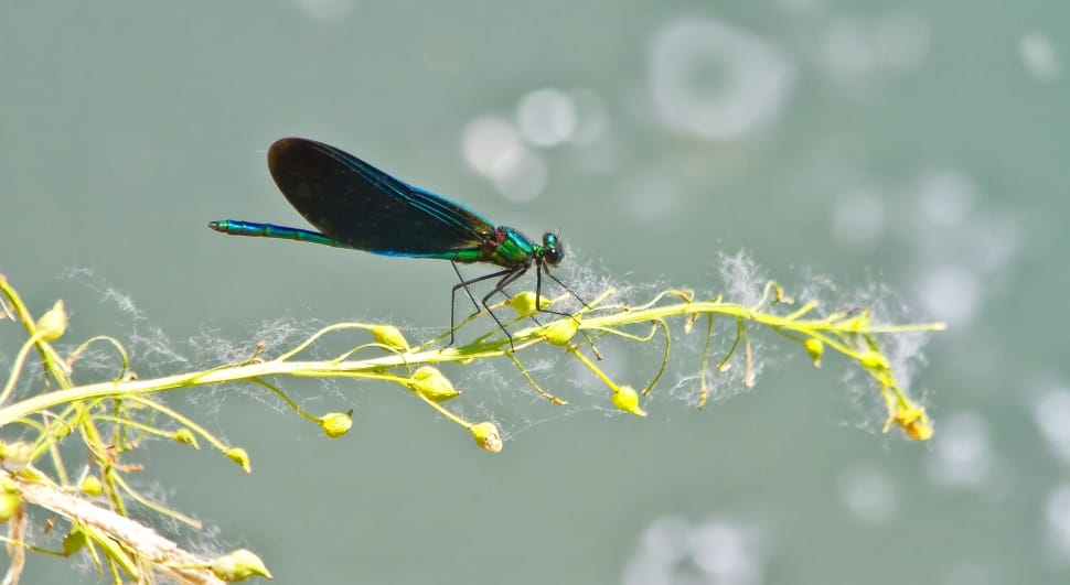 green and blue damselfly preview
