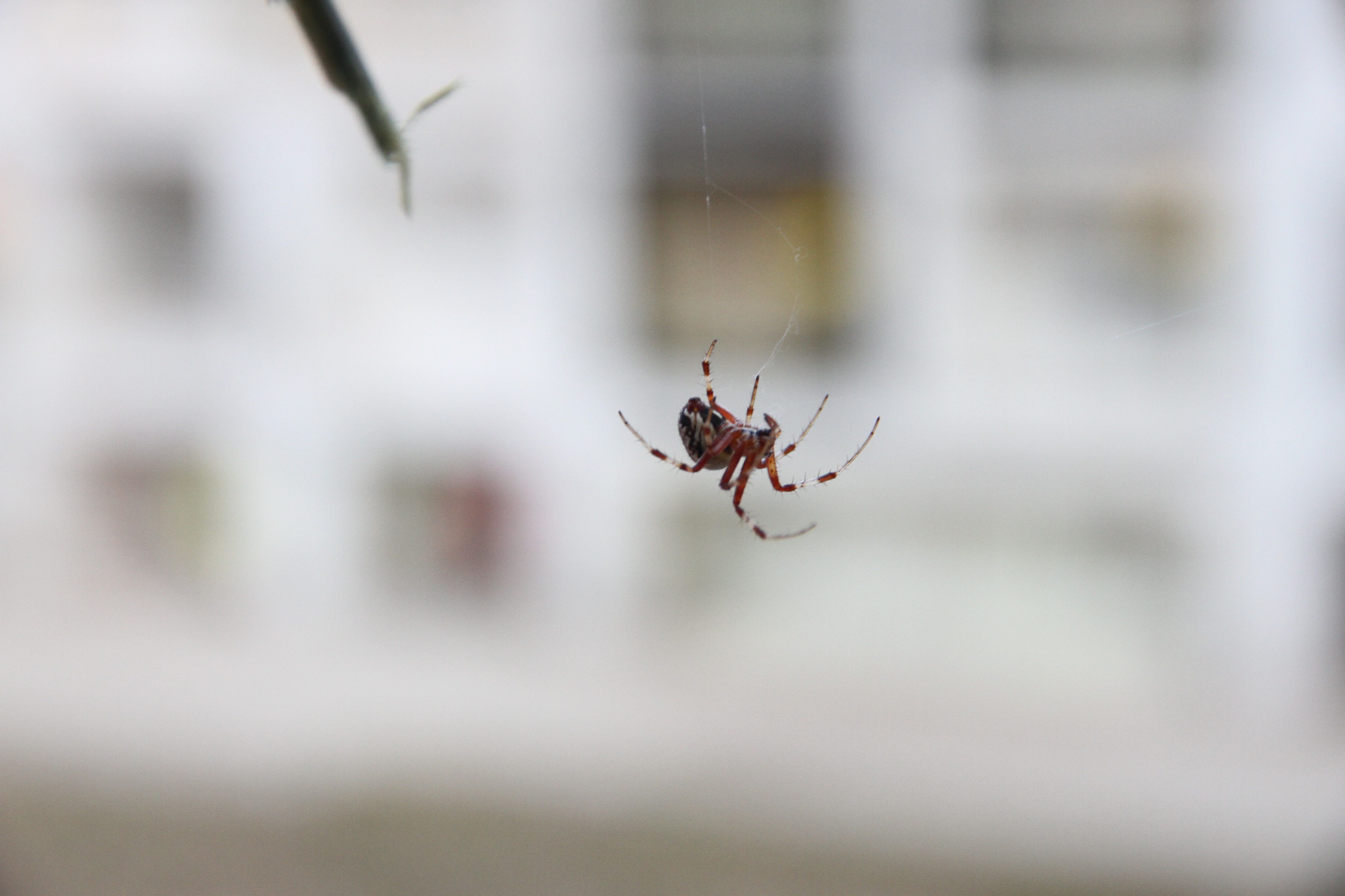 brown and white spider