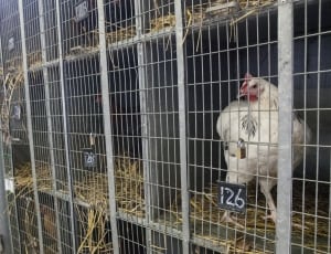 white hen in gray metal cage number 126 thumbnail