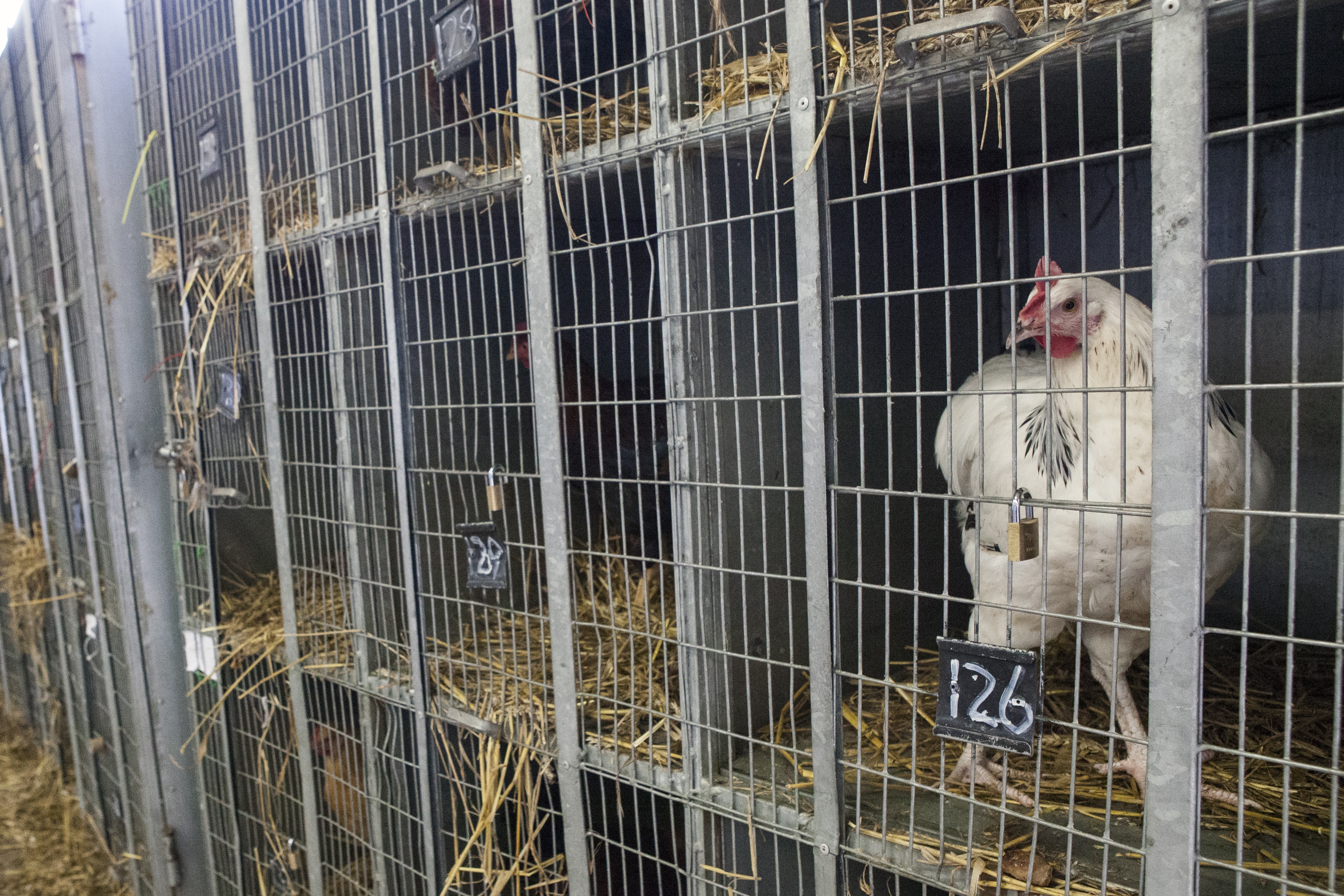 white hen in gray metal cage number 126