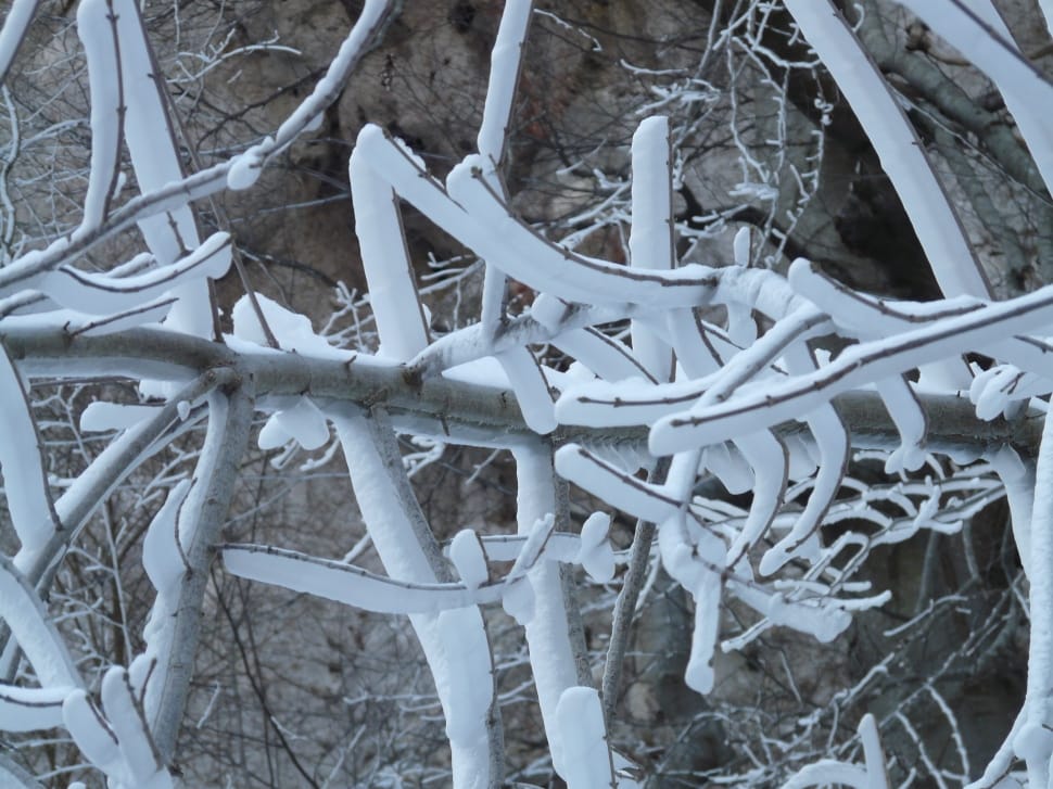 white snow covered withered tree preview