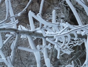 white snow covered withered tree thumbnail