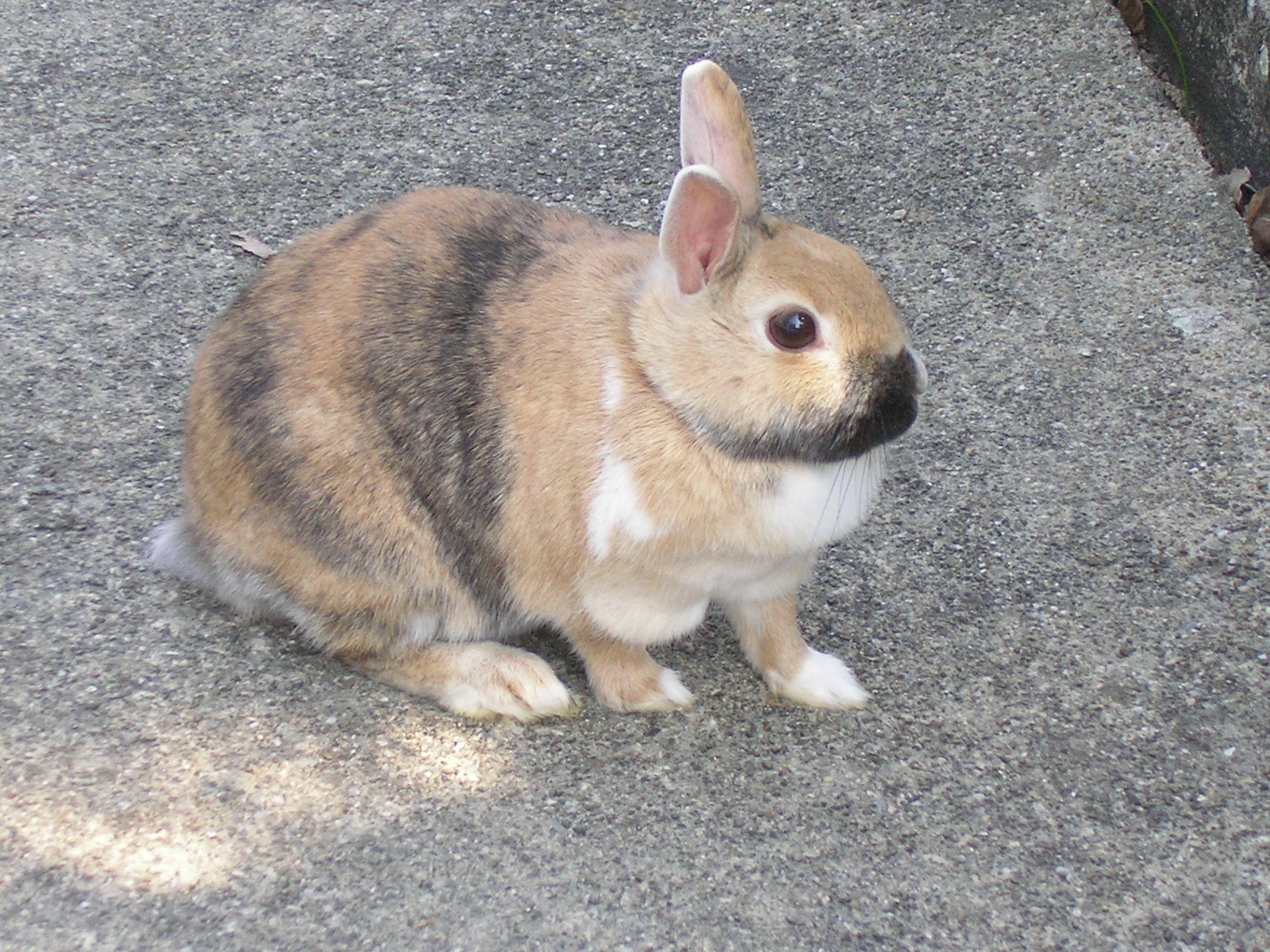brown and white black rabbit