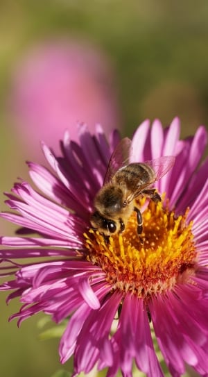 honeybee on pink flower thumbnail
