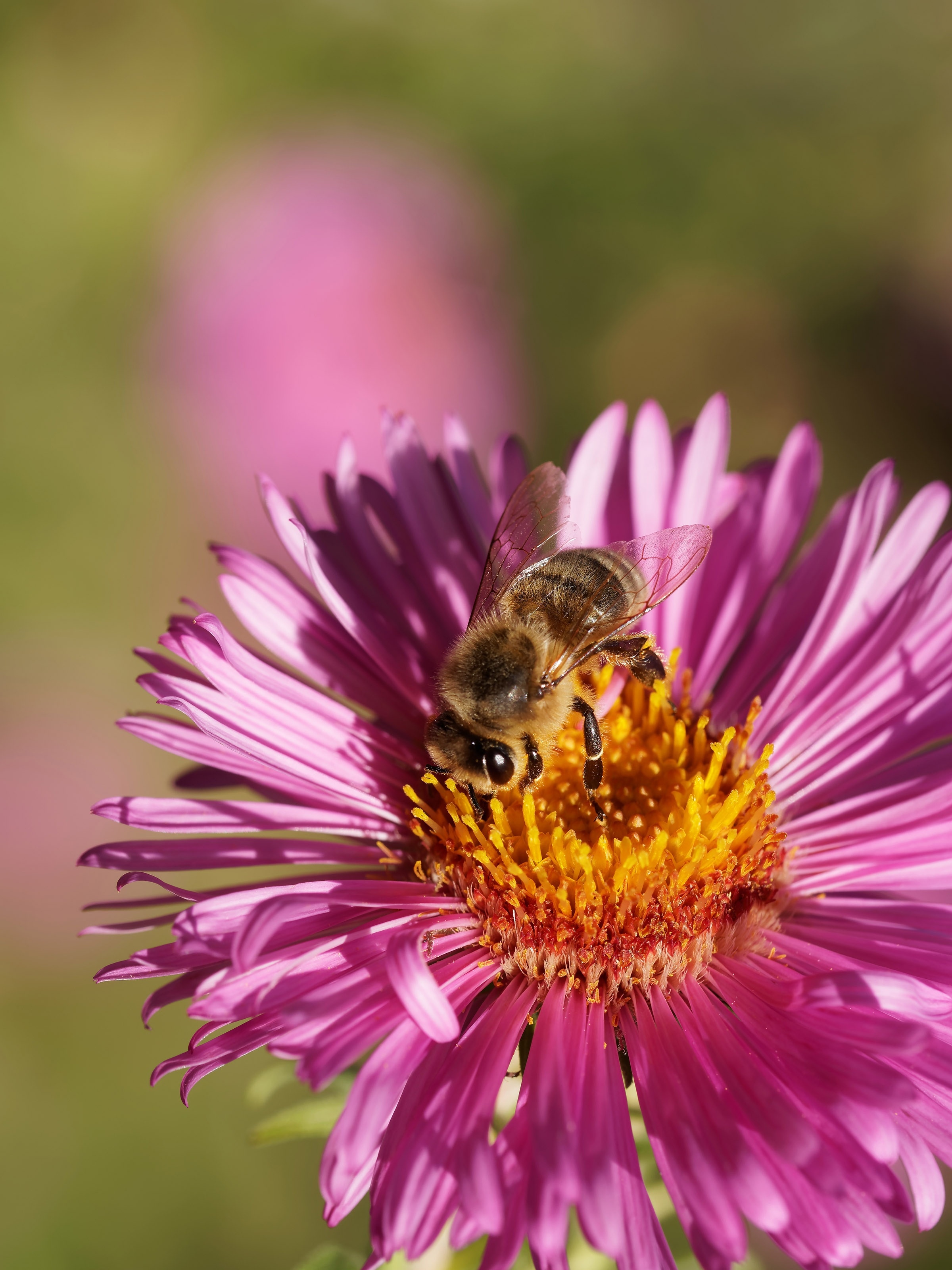 honeybee on pink flower