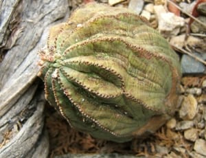 green and brown cactus thumbnail