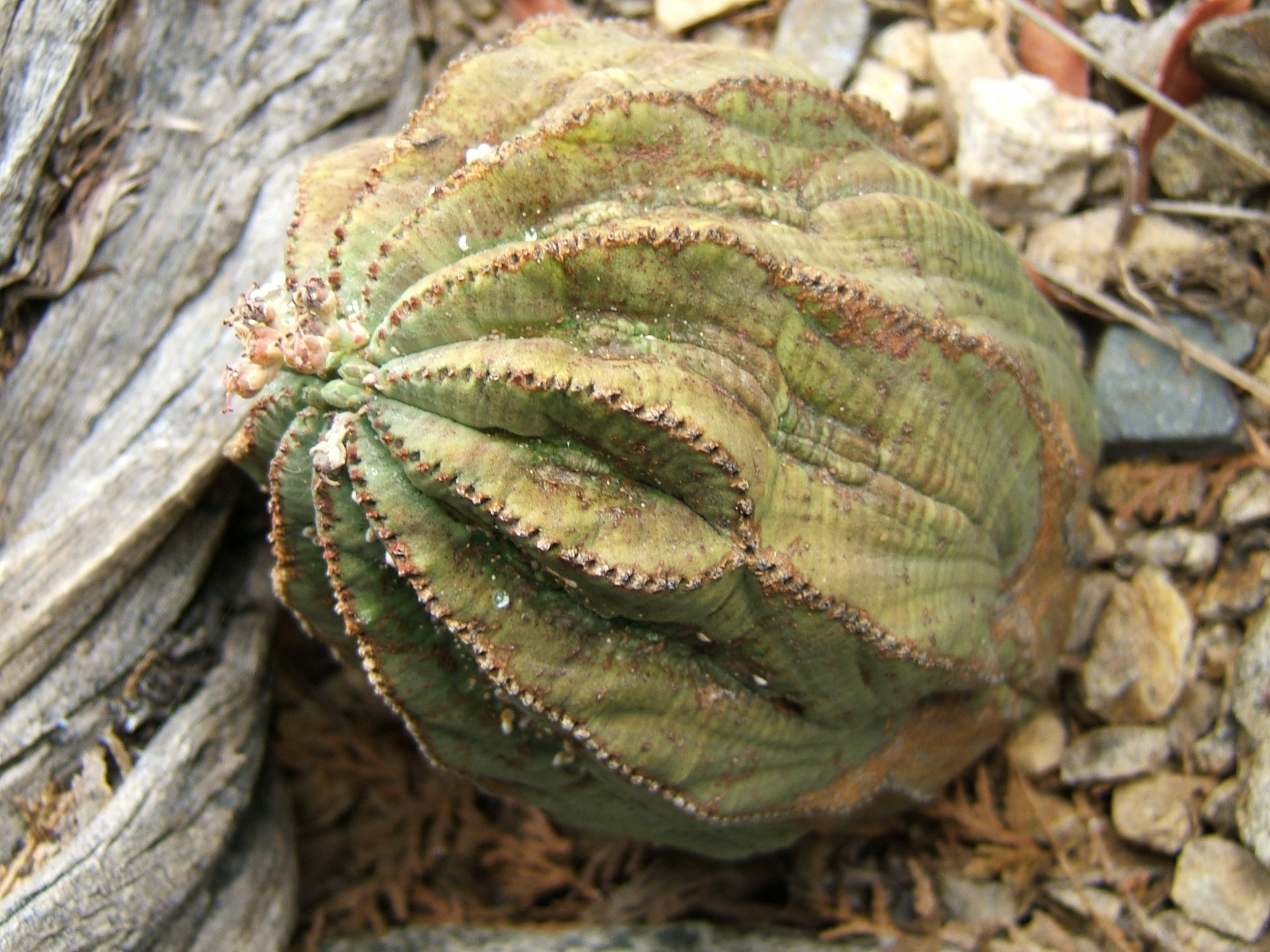 green and brown cactus