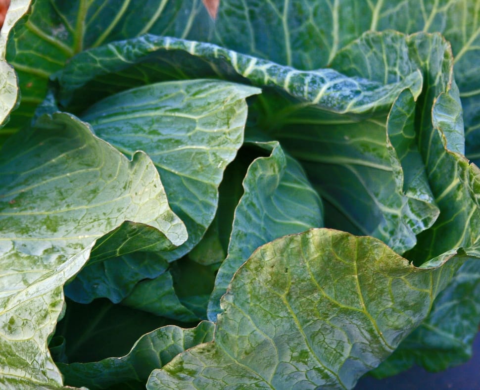 green cabbage vegetable preview
