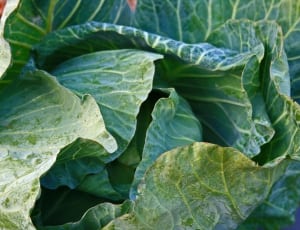 green cabbage vegetable thumbnail