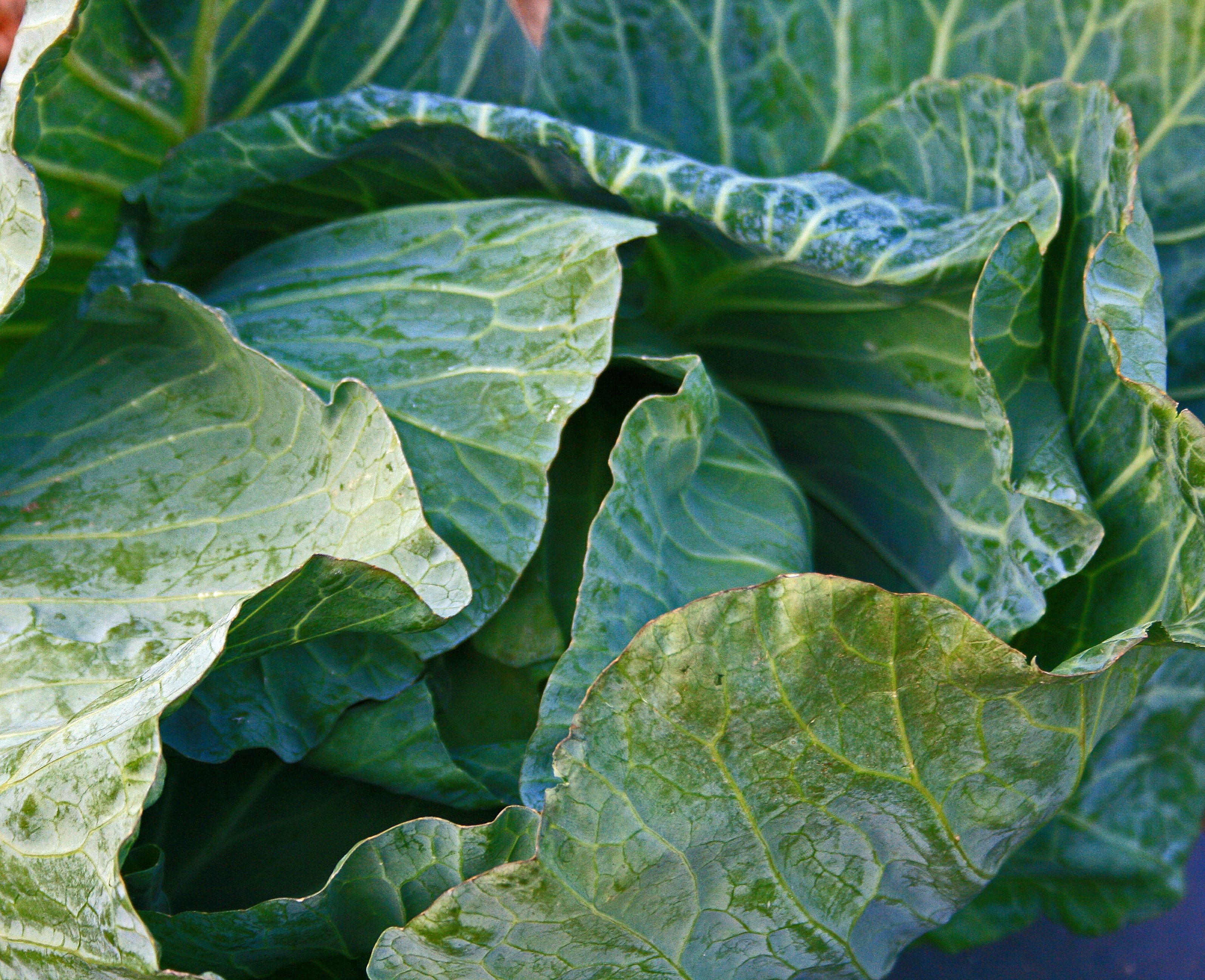 green cabbage vegetable