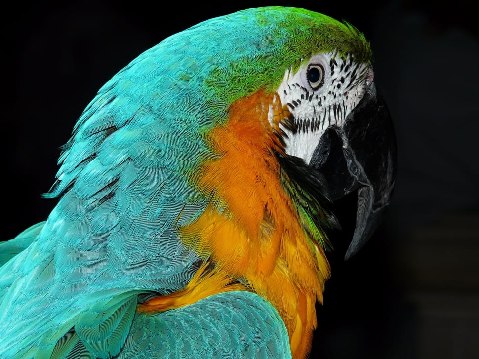 green and orange macaw preview