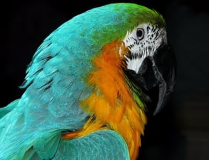 green and orange macaw thumbnail