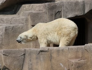 beige polar bear thumbnail