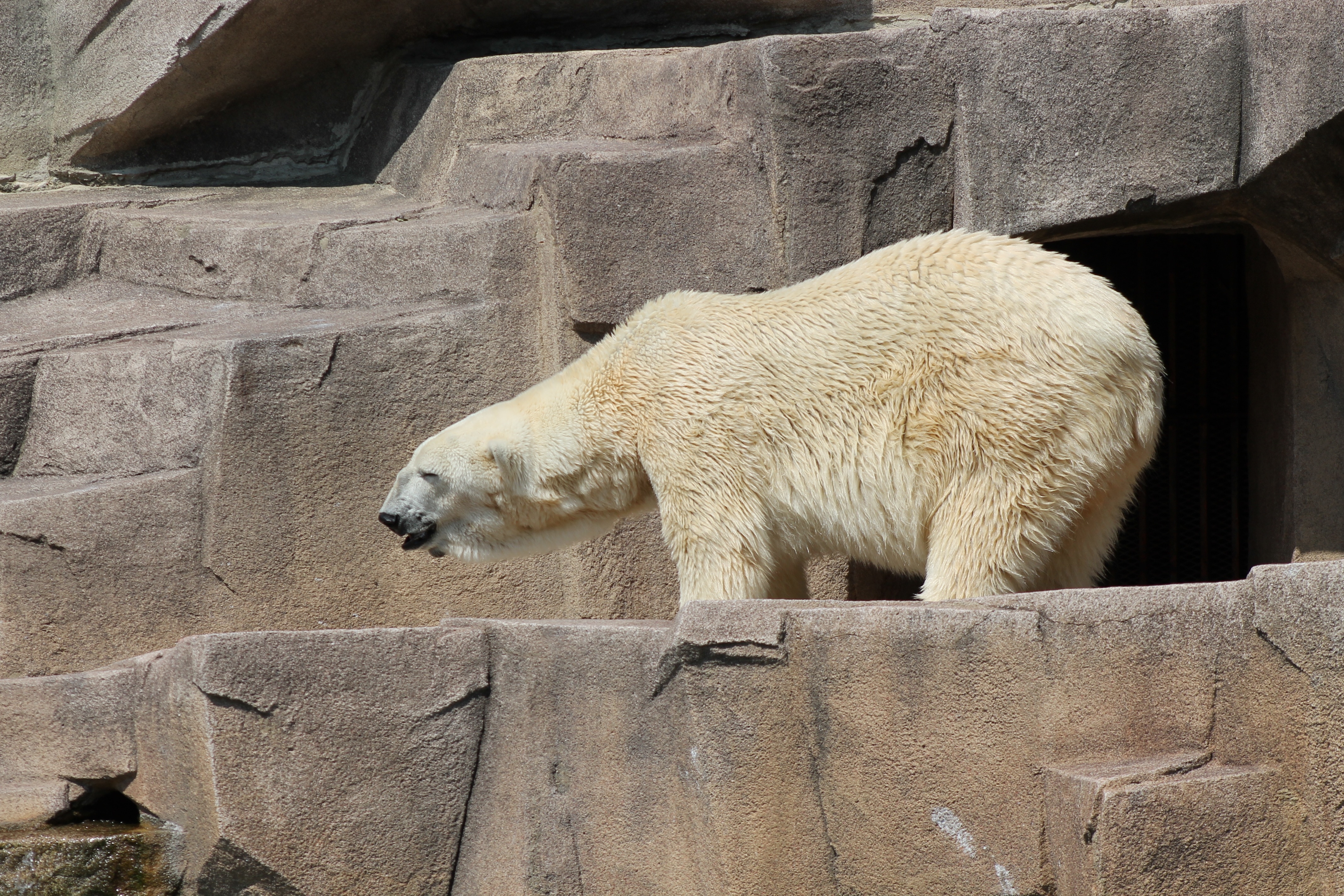 beige polar bear
