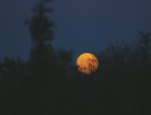 silhouette of plants and moon thumbnail