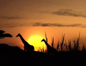 silhouette of giraffe and trees thumbnail
