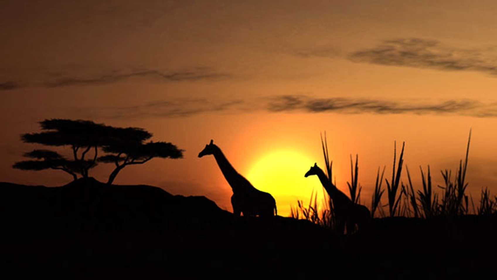 silhouette of giraffe and trees