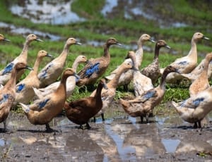 flock of ducks thumbnail