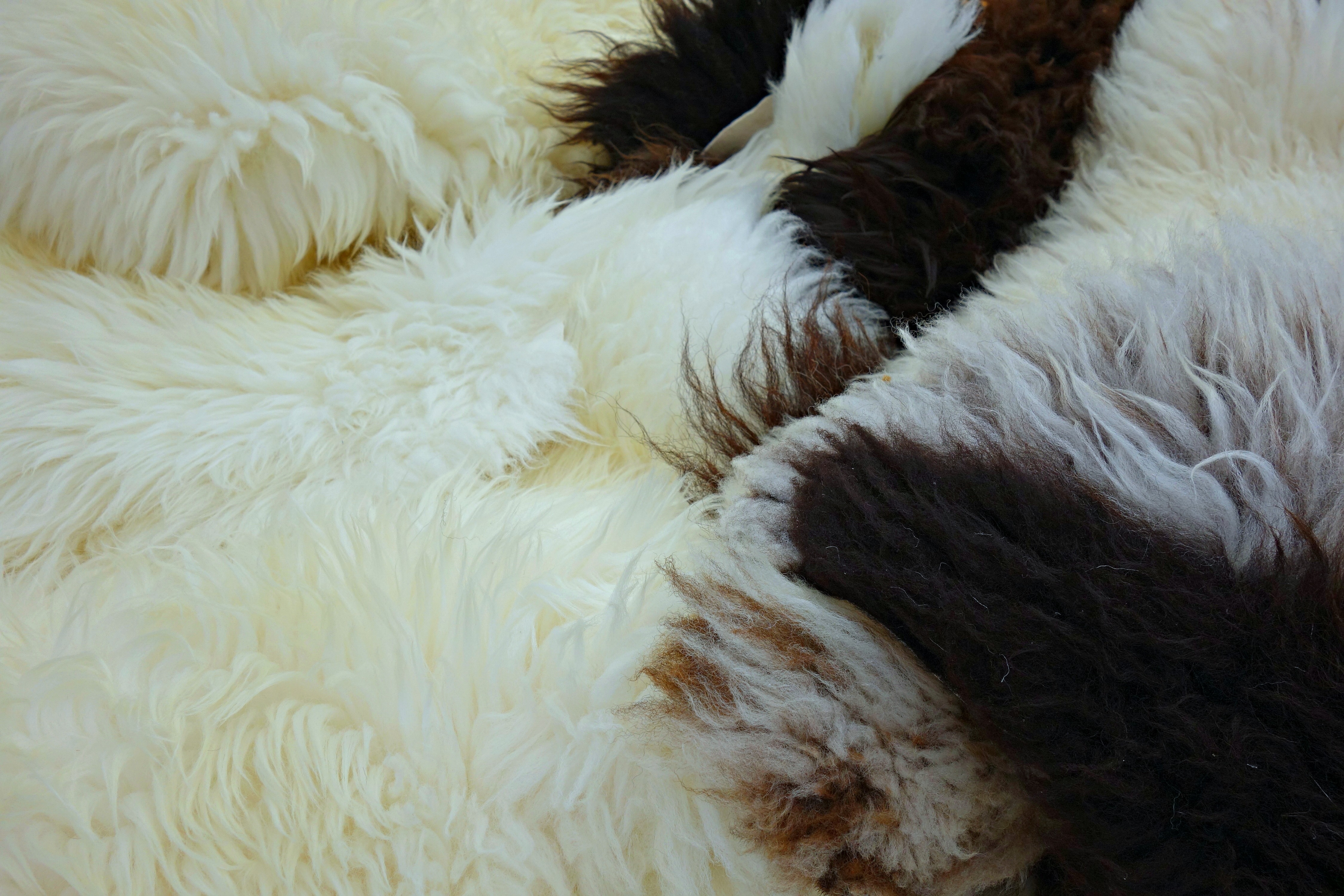 white black and tan fleece textile
