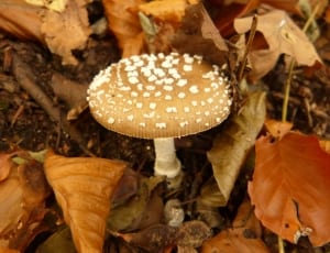 brown white mushroom thumbnail