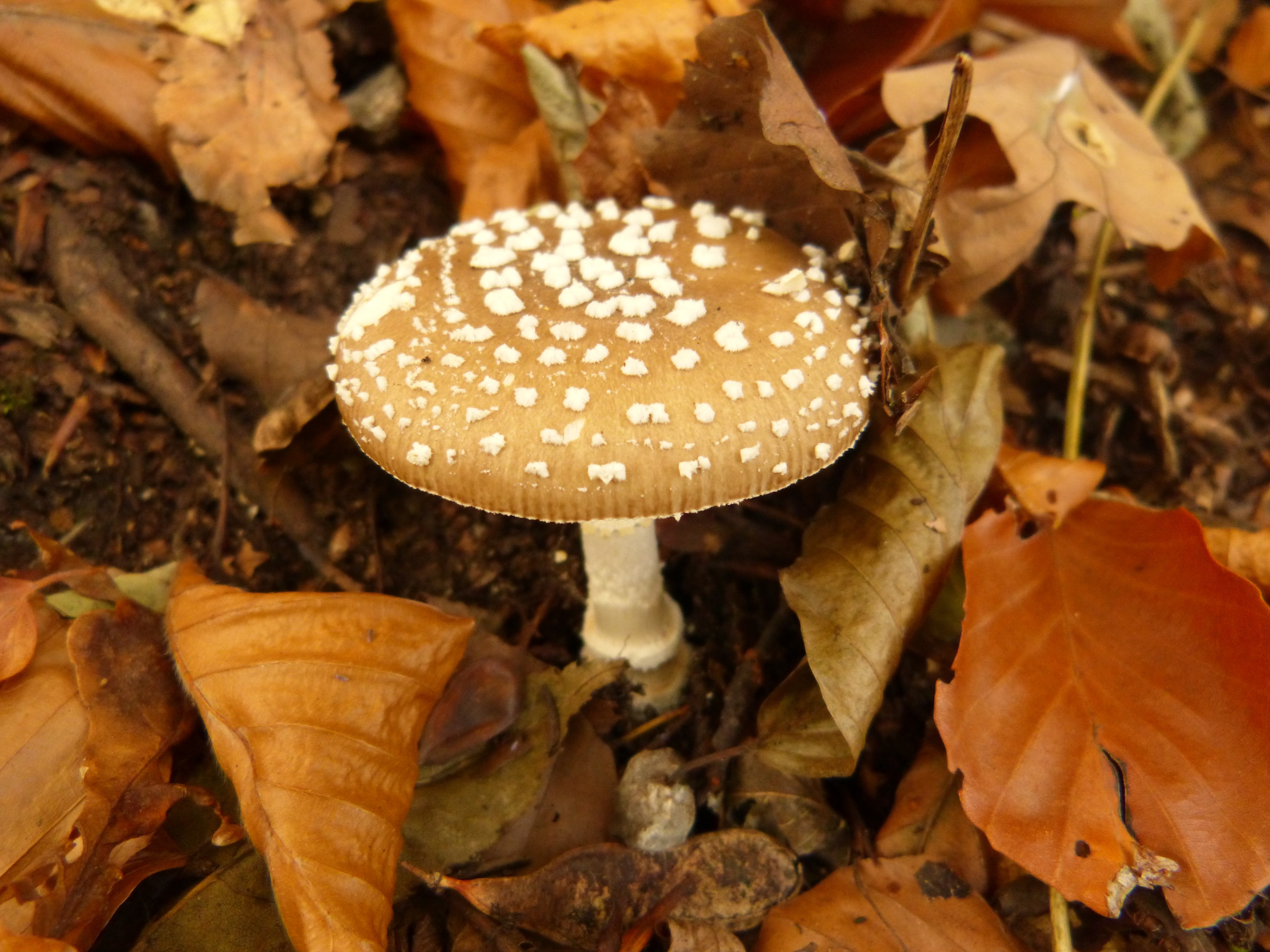 brown white mushroom