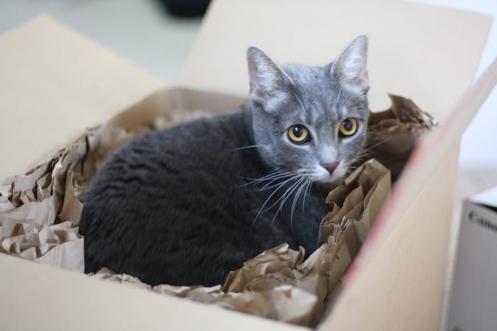 gray short fur kitten in brown cardboard box preview
