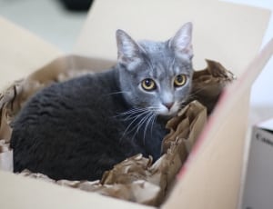 gray short fur kitten in brown cardboard box thumbnail
