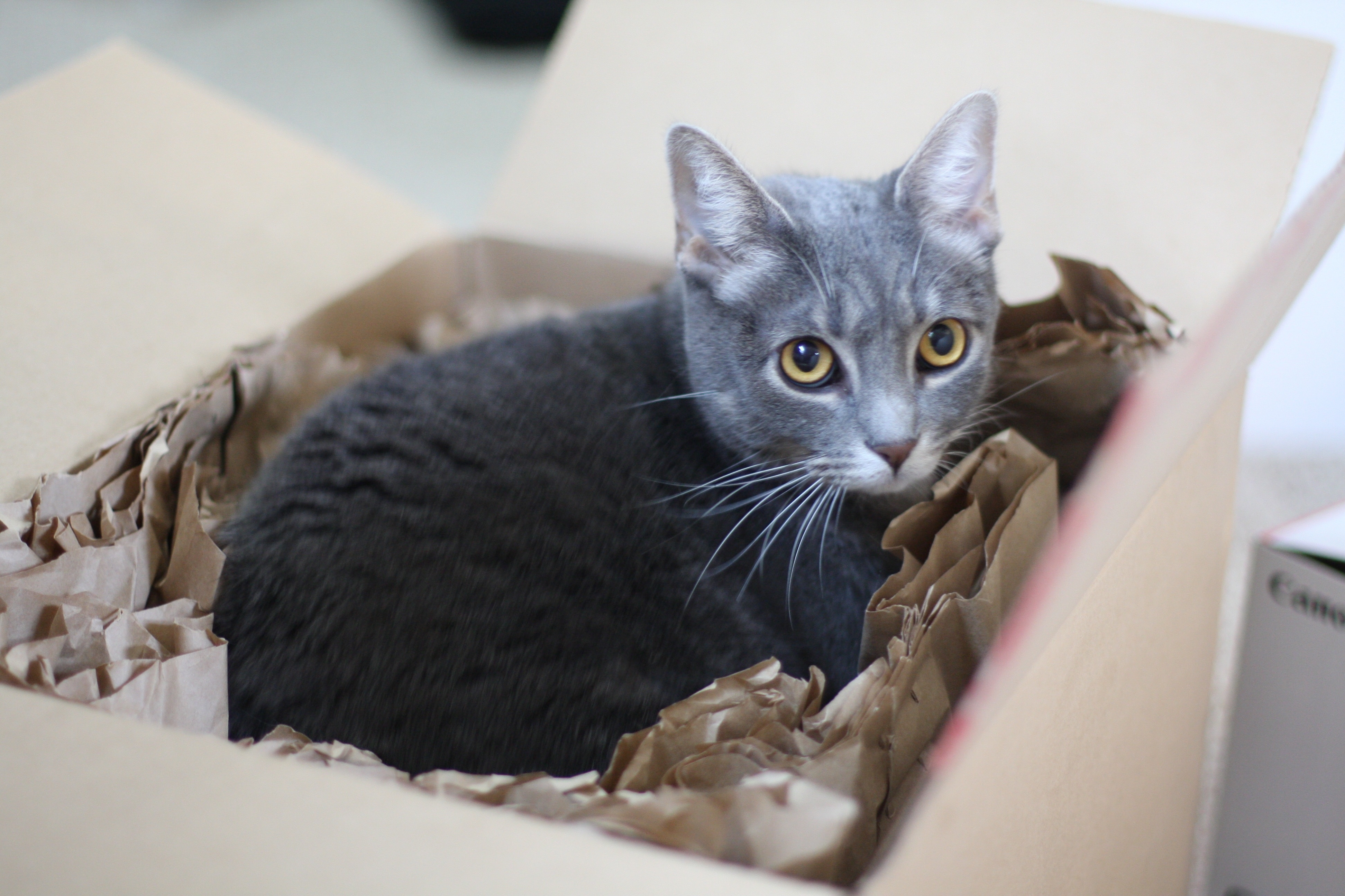 gray short fur kitten in brown cardboard box