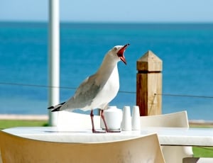 white and gray bird beside the body of water during day time thumbnail