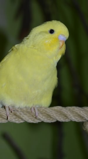 yellow parakeet thumbnail
