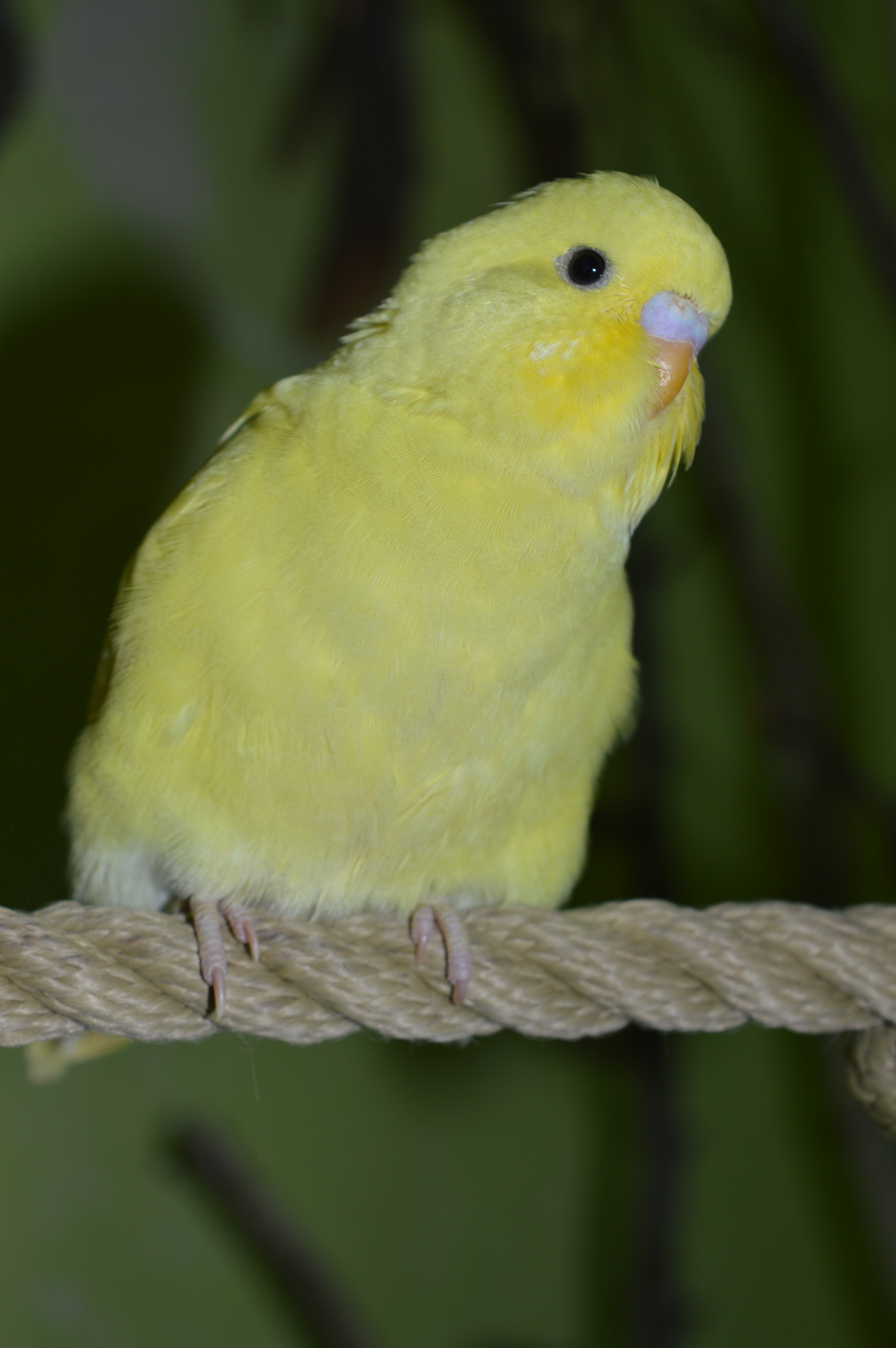 yellow parakeet