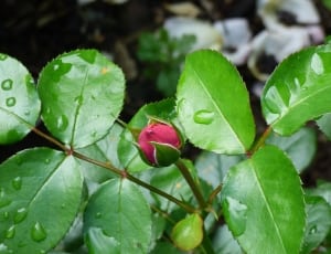 water droplets on green outdoor leaves thumbnail