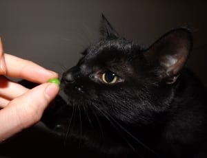person holding cat food feeding cat thumbnail