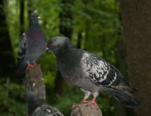 three city pigeons on brown concrete rocjs thumbnail