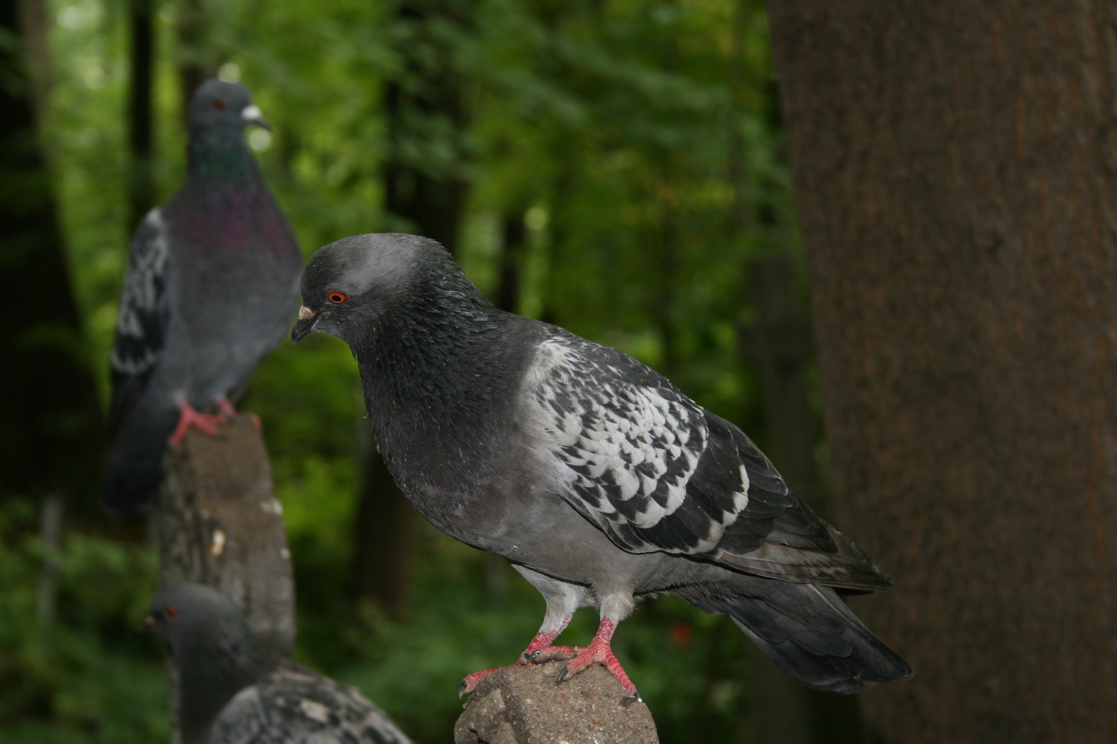 three city pigeons on brown concrete rocjs