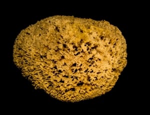 brown coral reef thumbnail