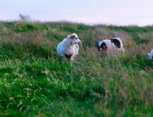 two sheep with white and black long haired dog in grass field thumbnail