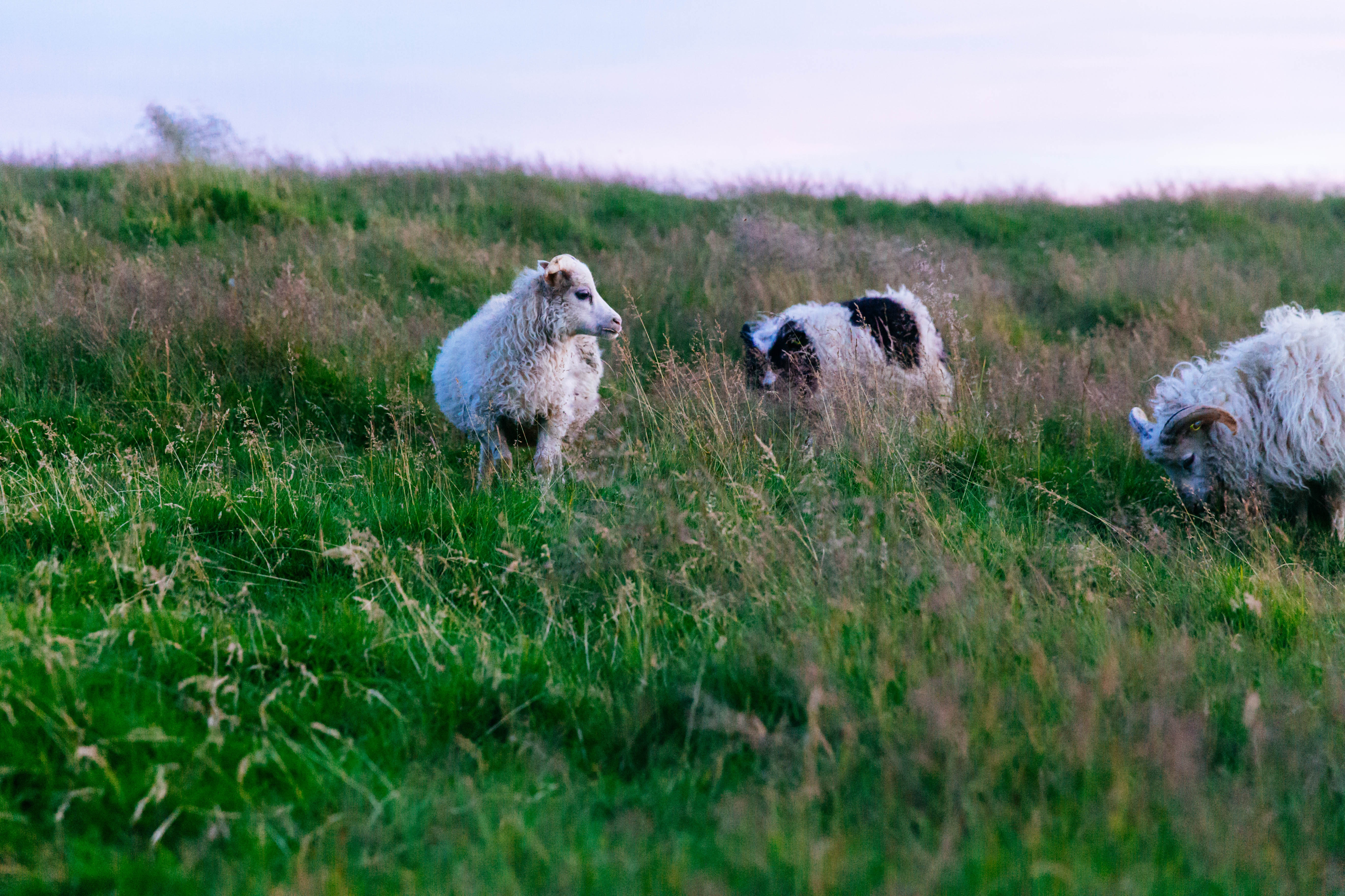 two sheep with white and black long haired dog in grass field