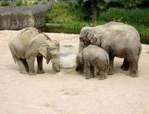 four gray elephants thumbnail