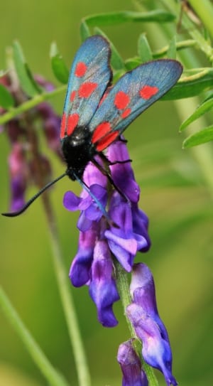 black blue and pink butterfly thumbnail