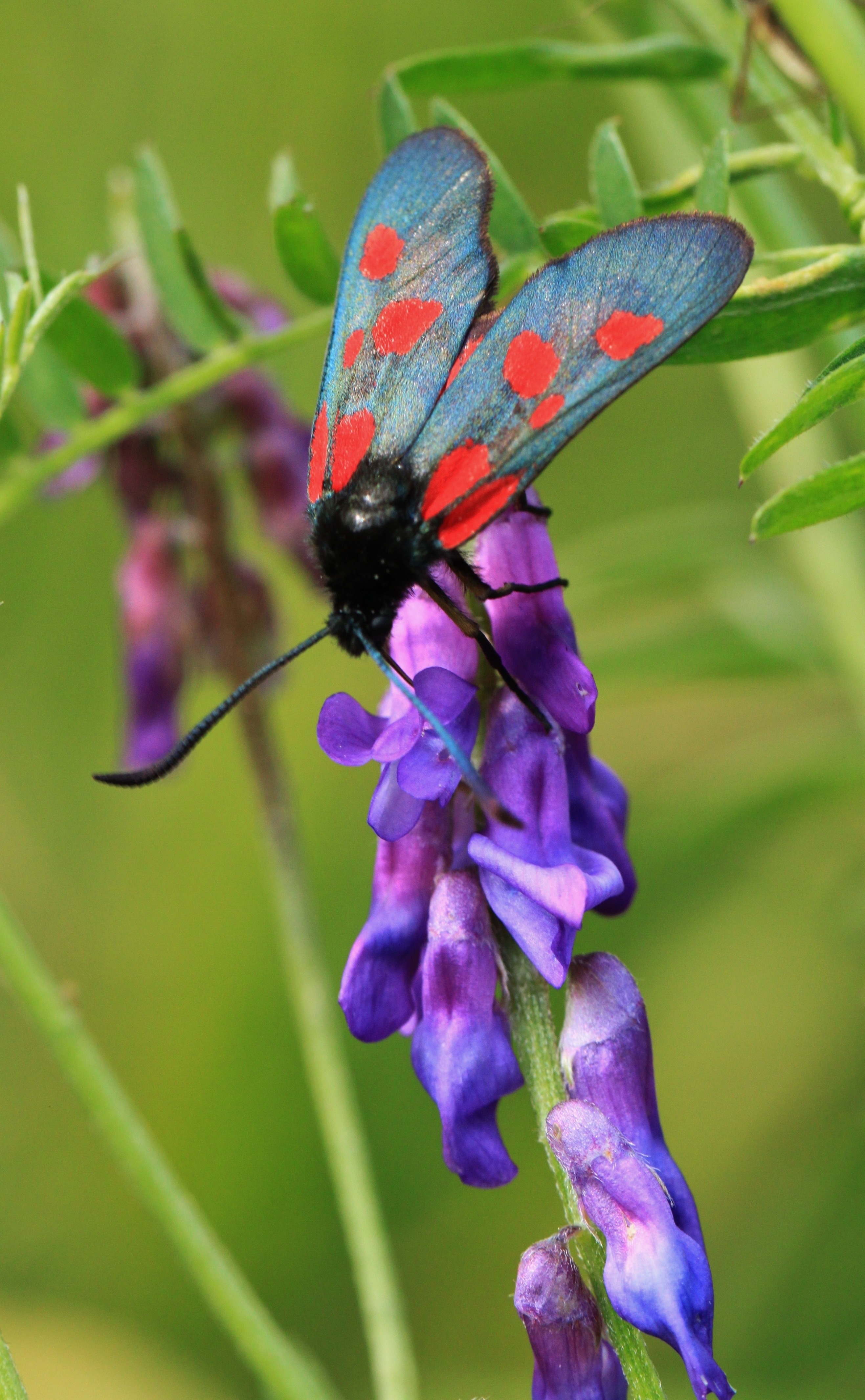 black blue and pink butterfly