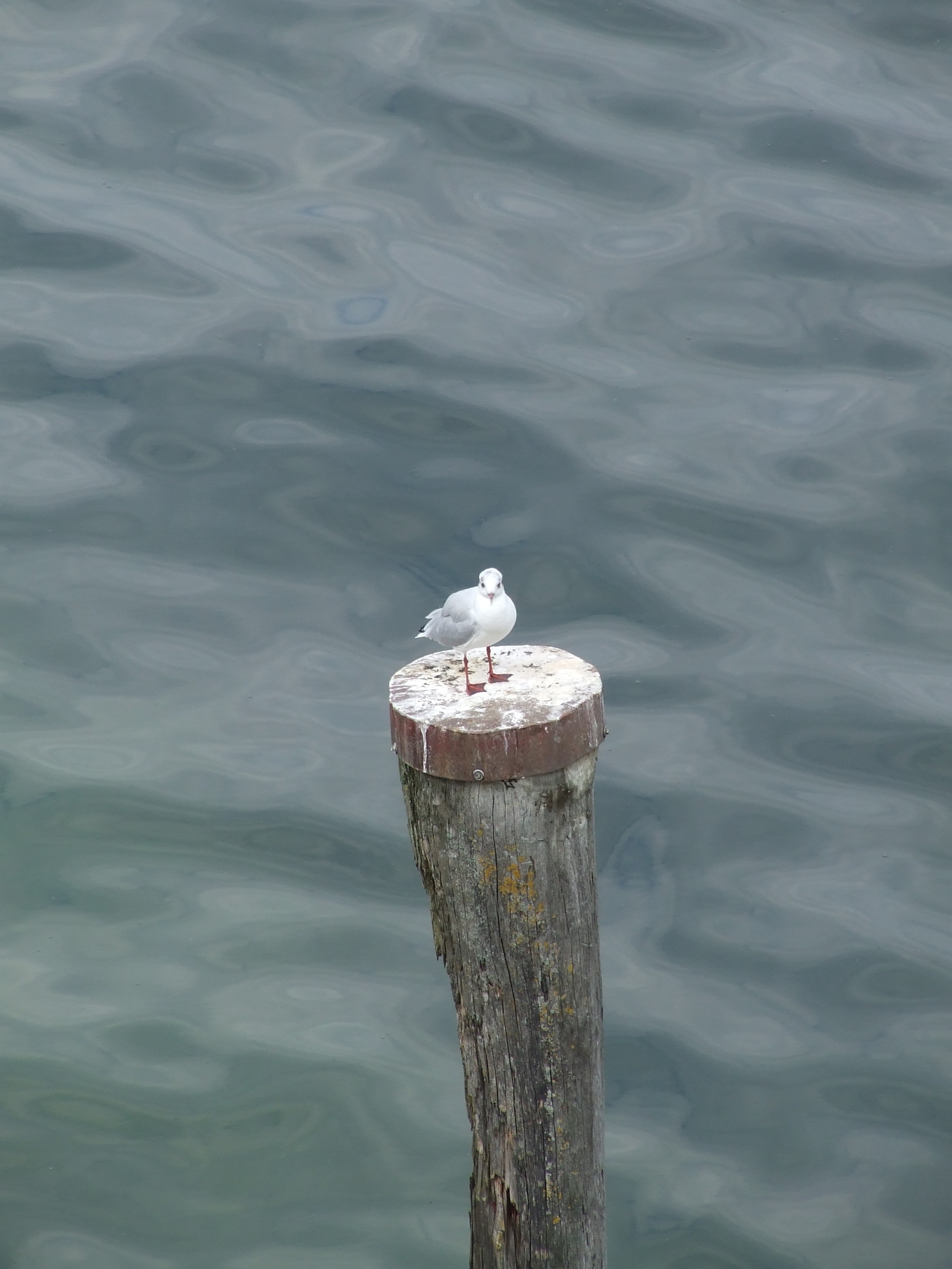 grey and white seagull