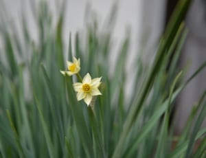 white and yellow flower thumbnail