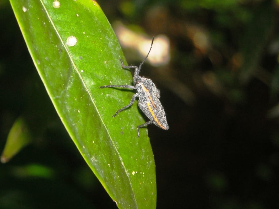 gray bug perched on green leaf preview