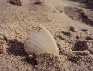 white seas shell thumbnail