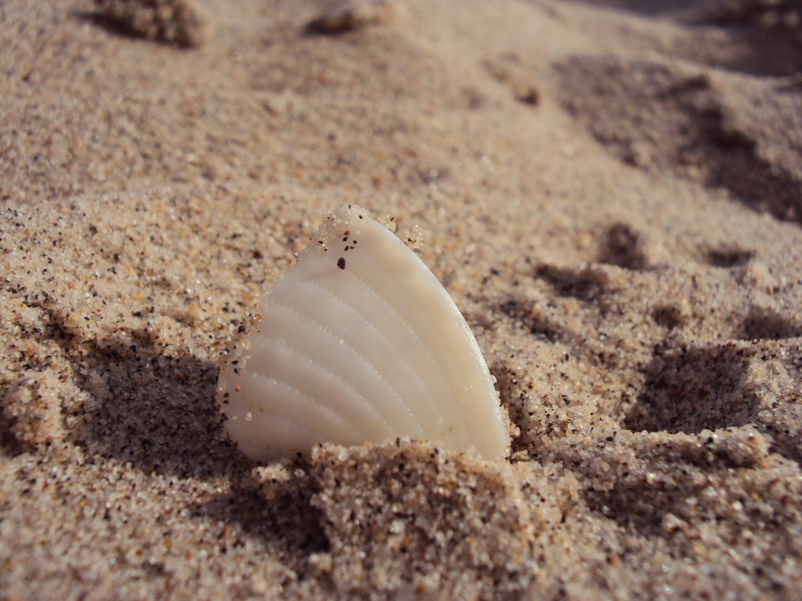 white seas shell