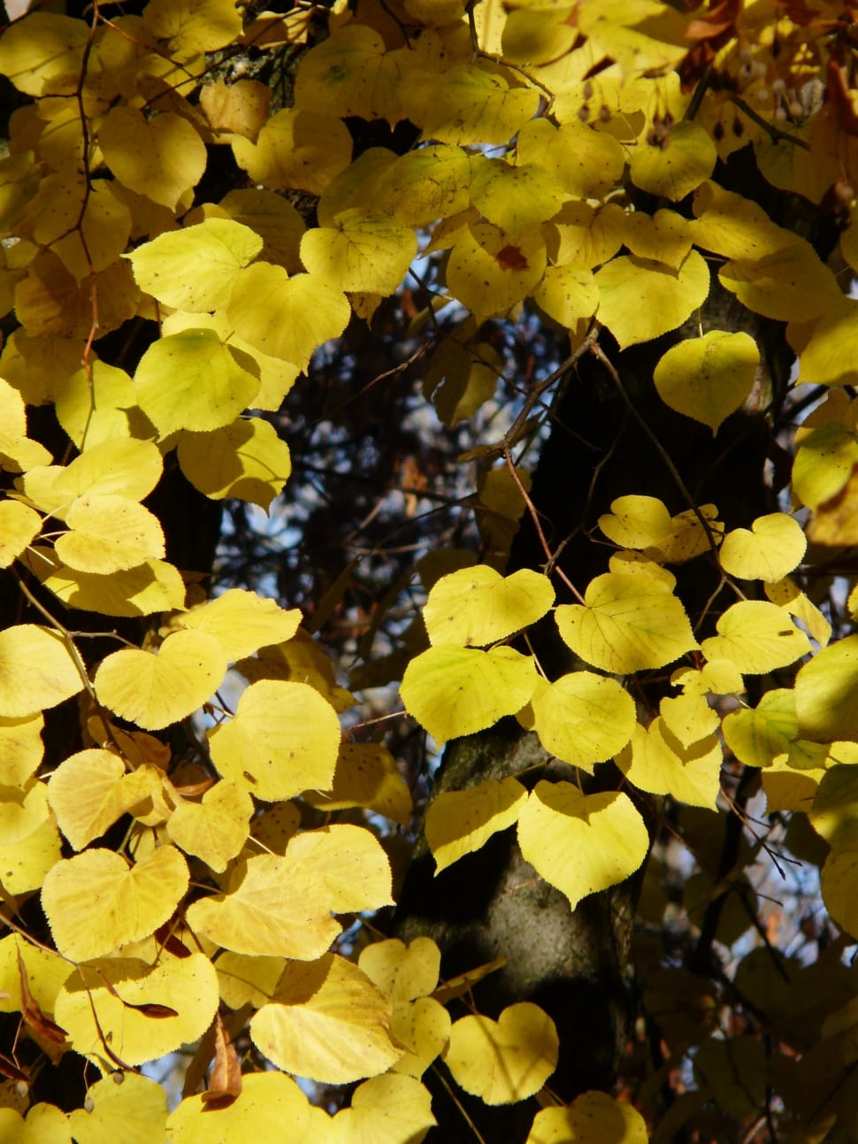 yellow leaf tree preview