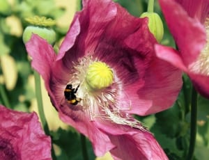 red petaled flower with bees thumbnail