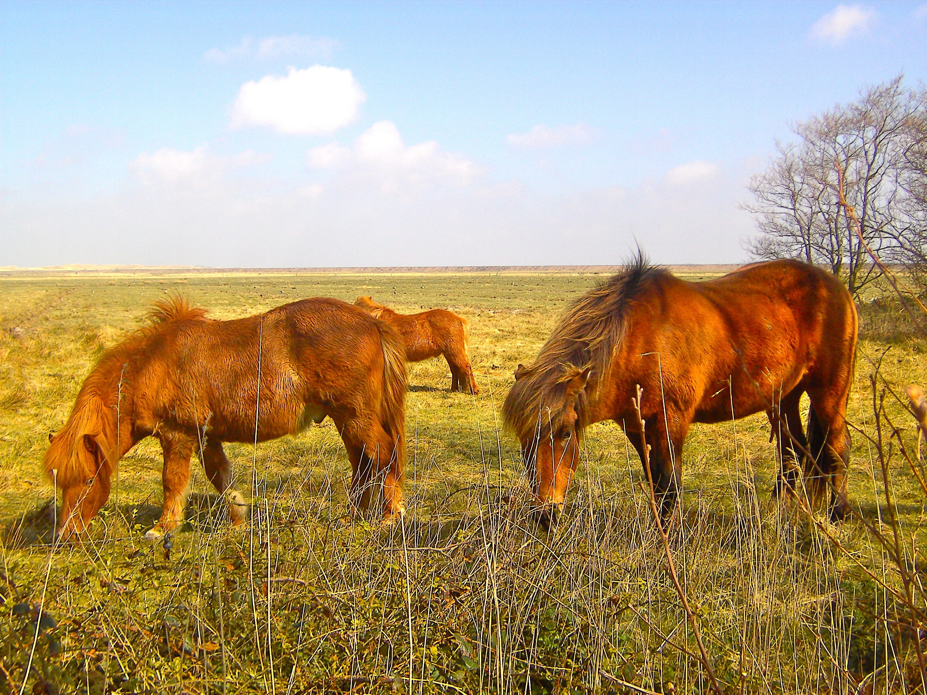 Дикая лошадь степей. Равнины с лошадью. Степная лошадь. Лошади в степи. Животные прерии.