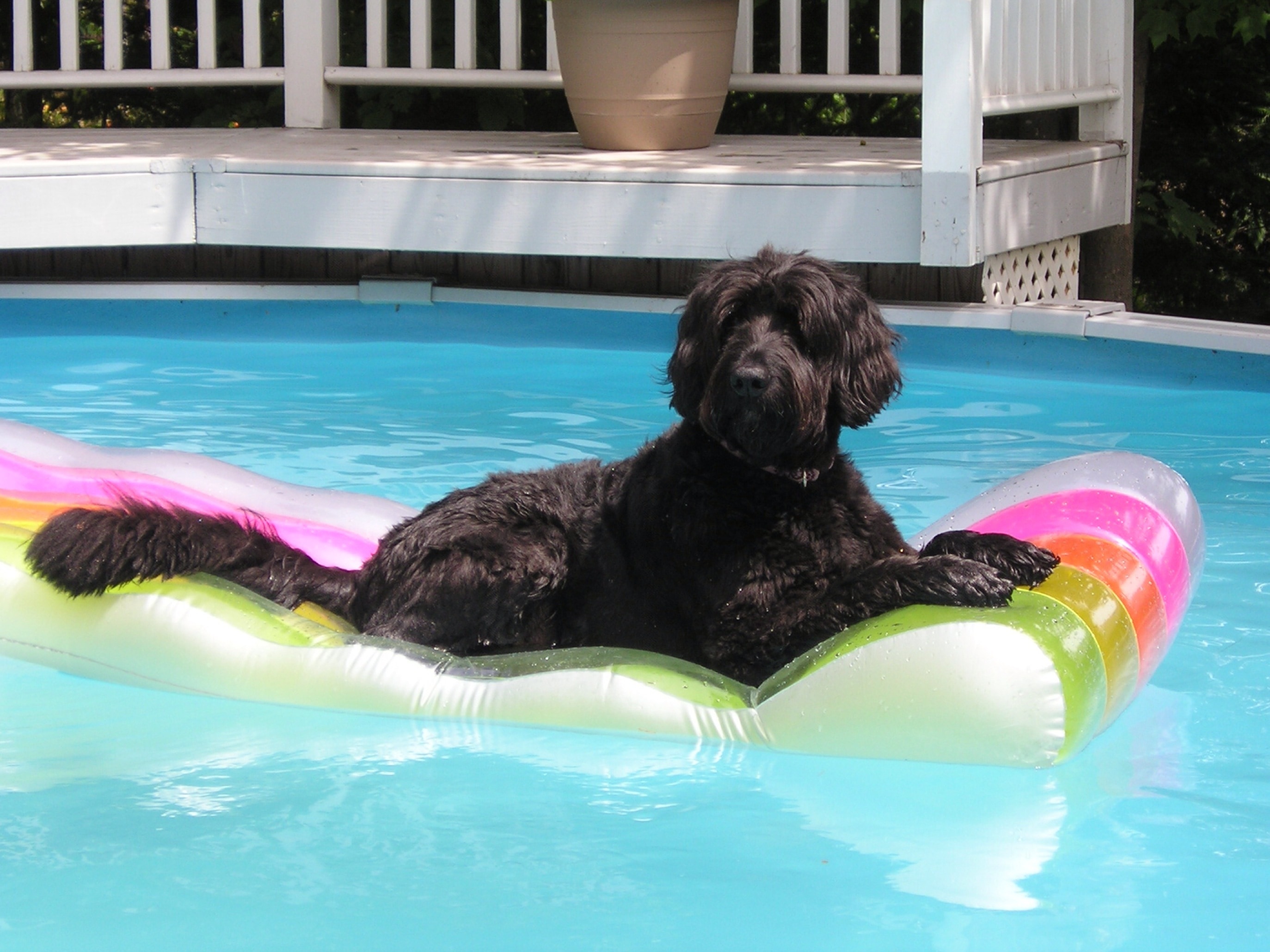 black spanish water spaniel